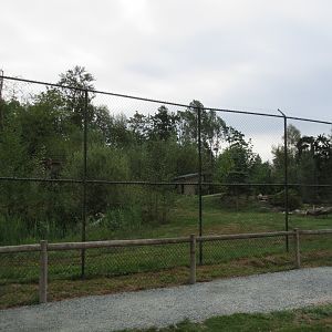Eurasian Lynx Exhibit - New in 2012
