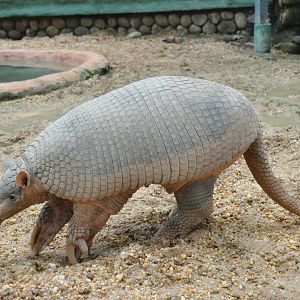 Giant armadillo / Priodontes maximus