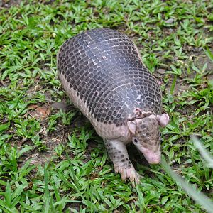 Southern naked-tailed armadillo / Cabassous unicinctus unicinctus