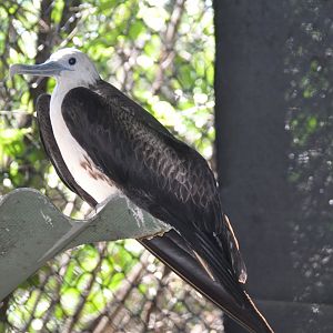 Magnificent frigatebird / Fregata magnificens