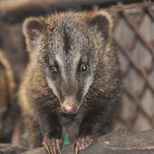 Mountain coati / Nasuella olivacea