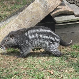 Pacarana / Dinomys branickii