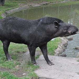 Kabomani tapir / Tapirus kabomani (uncomfired)