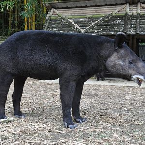Mountain/woolly tapir/ Tapirus pinchaque