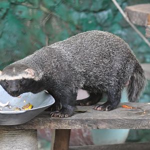 Greater grison / Galictis vittata