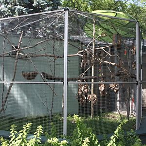 Goeldi's Monkey Exhibit