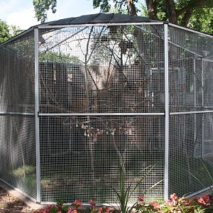 Common Marmoset Exhibit