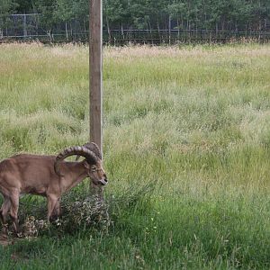 West Caucasian Tur Exhibit