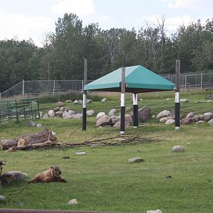 Sichuan Takin Exhibit