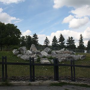 Bighorn Sheep Exhibit