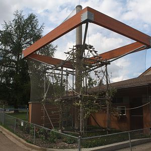 White-Handed Gibbon Exhibit