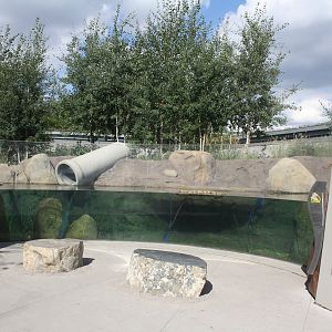 North American River Otter Exhibit - New in 2014 (renovated)