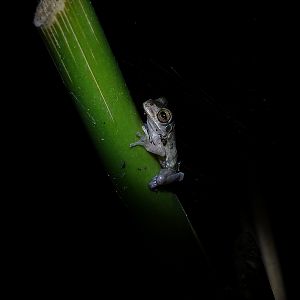Mexican treefrog (I think)