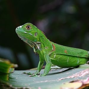Young green iguana