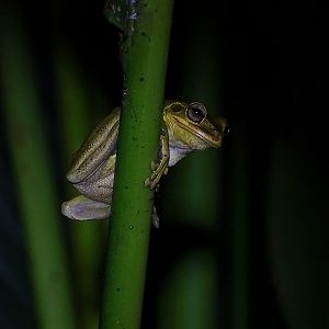 Mexican Treefrog