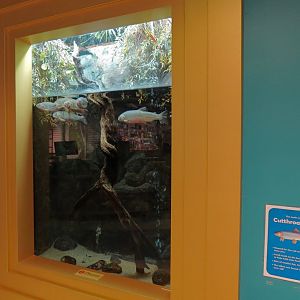 Cutthroat Trout Exhibit in Lobby