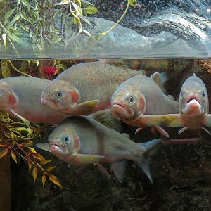 Cutthroat Trout Exhibit in Lobby