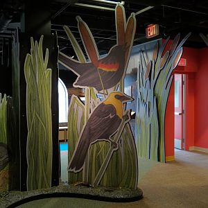 Aquatic Alberta Gallery