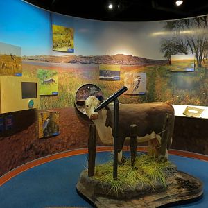 Aquatic Alberta Gallery