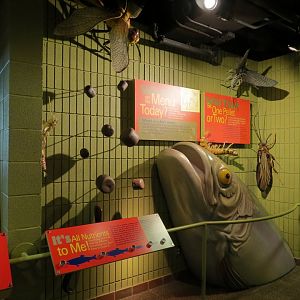 Fish Forever Gallery