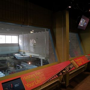 Sam Livingston Fish Hatchery - Viewing Area