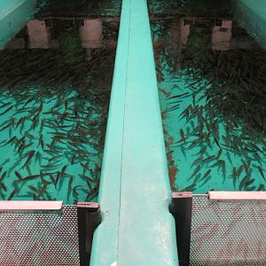 Sam Livingston Fish Hatchery - Rainbow Trout