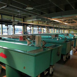 Sam Livingston Fish Hatchery