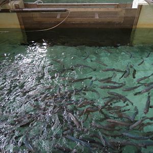 Sam Livingston Fish Hatchery - Rainbow Trout