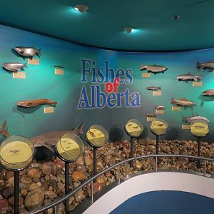 Fishes of Alberta Display