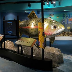 Fishes of Alberta Display