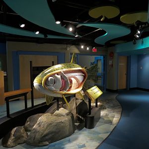 Fishes of Alberta Display