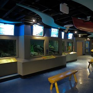 Aquarium - Wall Tanks