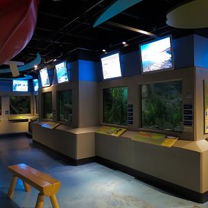 Aquarium - Wall Tanks