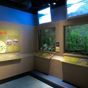 Aquarium - Wall Tanks
