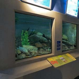 Aquarium - Wall Tanks
