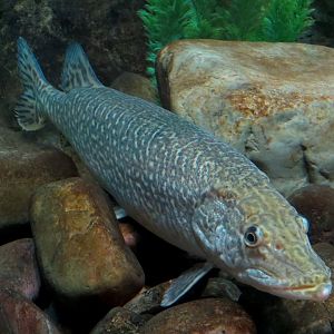 Aquarium - Wall Tank - Northern Pike