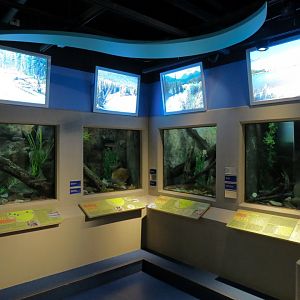 Aquarium - Wall Tanks