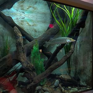 Aquarium - Wall Tank - Northern Pike