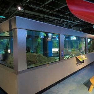 Aquarium - First Pedestal Tank