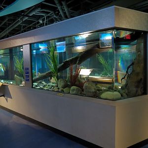 Aquarium - First Pedestal Tank