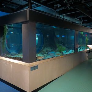 Aquarium - Second Pedestal Tank