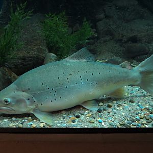 Aquarium - Second Pedestal Tank - Brown Trout