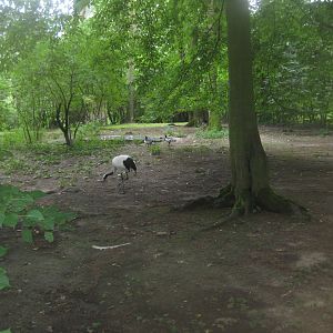 Rostock Zoo - Crane/muntjac exhibit
