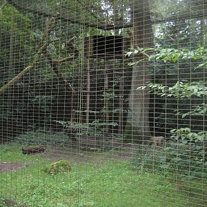 Rostock Zoo - Great grey owl aviary