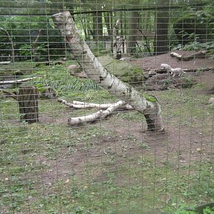 Rostock Zoo - Fox exhibit