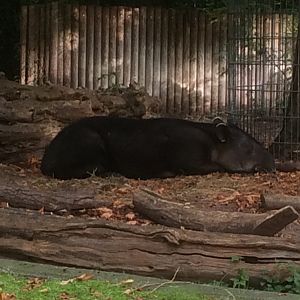 Baird's tapir