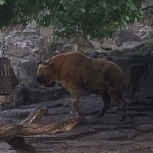 Sichuan takin