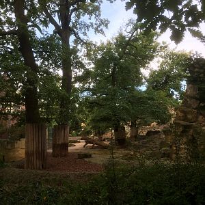 Sichuan takin enclosure
