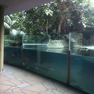 Pygmy hippo indoor area