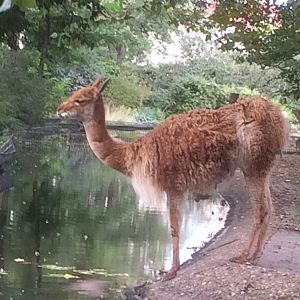 Vicuna